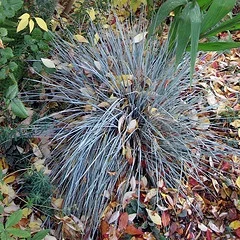 Blue Oat Grass.jpg