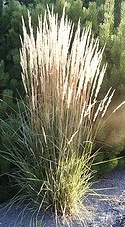 ornamental perennial grasses grass hardy zone midwest landscaping overdam perennials tall gardens north
