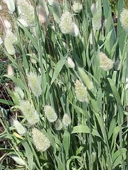 Fountain Grass Penniseturn alopecuroides.jpg