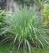 Annual Lemon Grass Cymbopogon.jpg