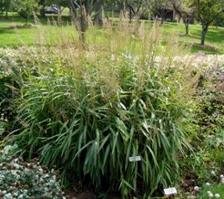 Spodiopogon sibericus 'Silver Spike Grass' by TOG.jpg