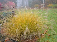 Hemeln Fountain Grass Penniseturn alopecroide