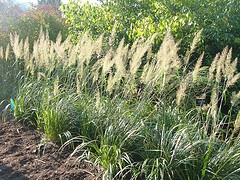韩国羽毛芦苇草