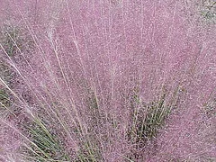 Muhlenbergia capillaris Pink Muhly Grass