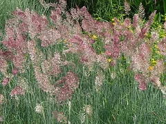 Pennisetum 'Phoenix Magenta' Grass