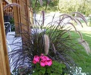Rubrum Purple Fountain Grass by Midwest Gardening.jpg