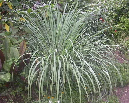 Cymbopogon citratus Lemon Grass by Scmperdale.jpg
