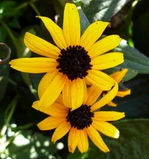 Rudbeckia fulgida var. sullivantii 'Goldsturm' by Pris Sears.jpg