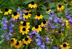 Rudbeckia triloba by Peter Gorman.jpg