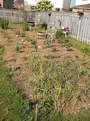 straw mulch.jpg