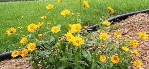 Jethro Tull Coreopsis by 万博游戏app下载Midwest gardens .jpg