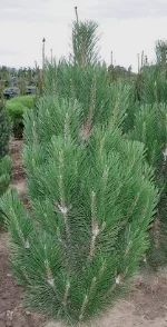 Austrian Pine Arnold Sentinal.jpg