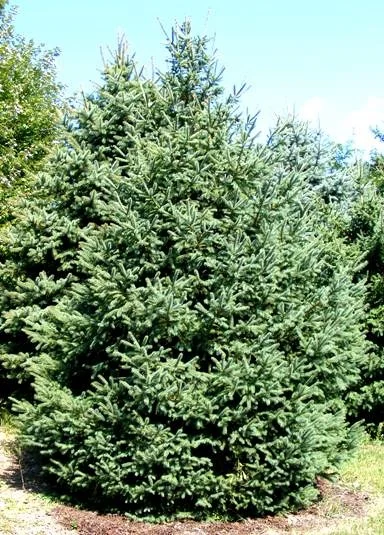Picea pungens Colorado Blue Spruce by Midwest Gardening.jpg