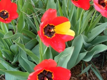 mutant tulip by Midwest Gardening.jpg