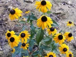 Rudbeckia fulgida 'Early Bird Gold' by Midwest Gardening.jpg