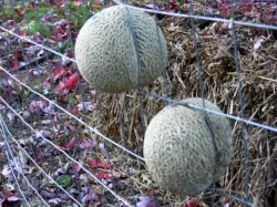 melons wedged in fence.jpg