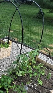 Hoop Trellis.jpg