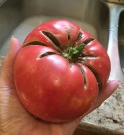 'Tasteful' tomato.jpg