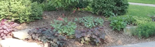 Dry Shade Plants by Midwest Gardening.jpg