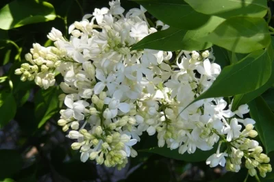 Lilac by Midwest Gardening.jpg