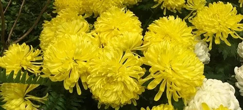 Chrysanthemumsi by Midwest Gardening.jpg