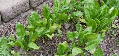 Spinach by Midwest Gardening.jpg
