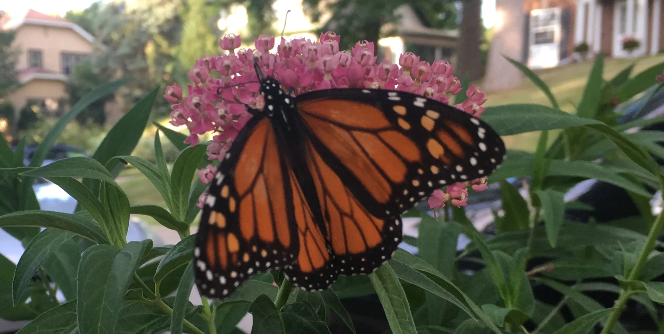 Monarch by Midwest Gardening.jpg