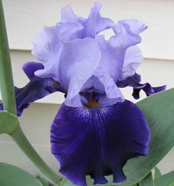 German Iris by Midwest Gardening.jpg