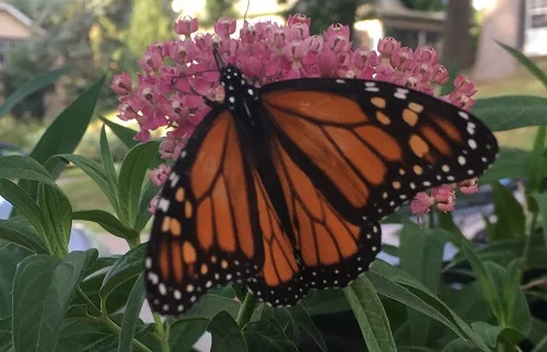 Monarch by Midwest Gardening.jpg