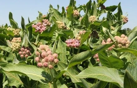 Showy Milkweed.jpg