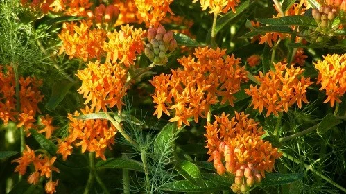 Butterfly Weed blooms.jpg