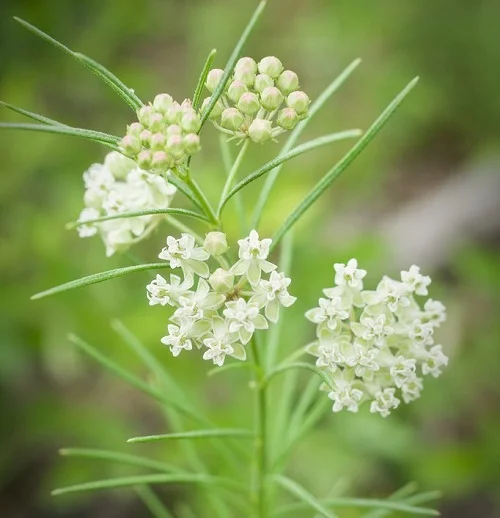 Whorled Milkweed.jpg