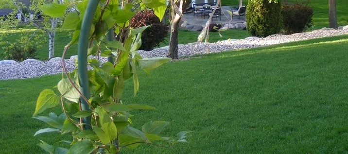 Lush Lawn.jpg