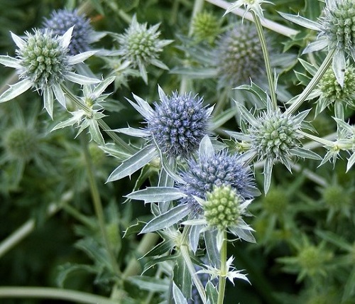 White Glitter - Eryngium Seed