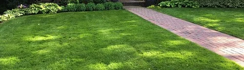 Lawn Fertilizer.jpg