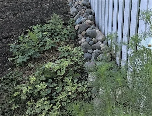 Other side of the fence by Midwest Gardening.jpg