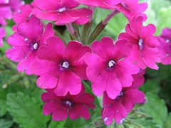 Verbena 'Canadensis' by Cataya.jpg