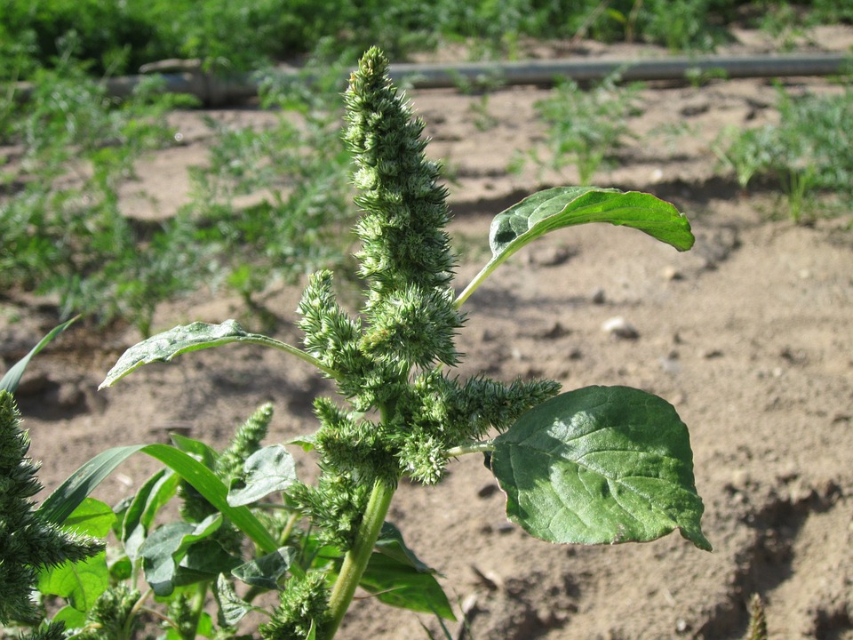 Amaranth pigweed.jpg