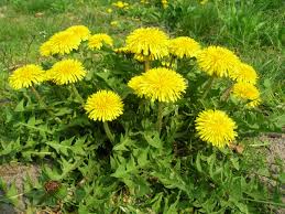 Dandelion.jpg