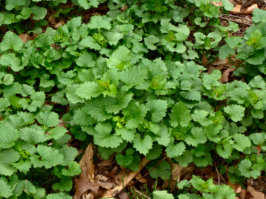 Garlic Mustard by Wendell Smth.jpg