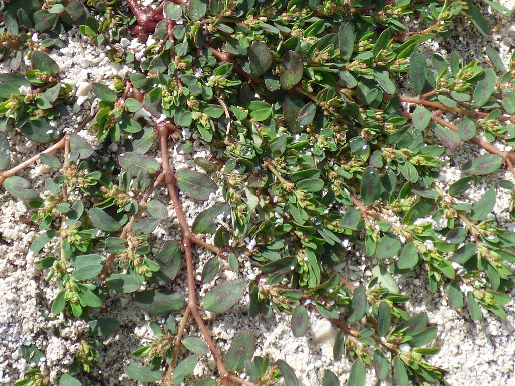 Prostrate spurge by Starr.jpg