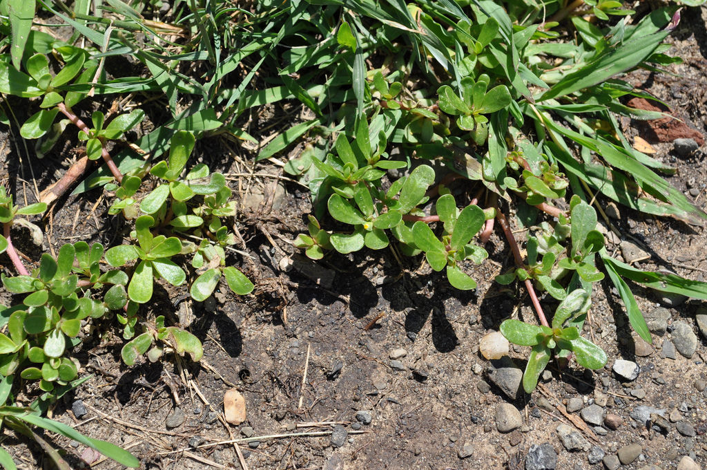 purslane.jpg