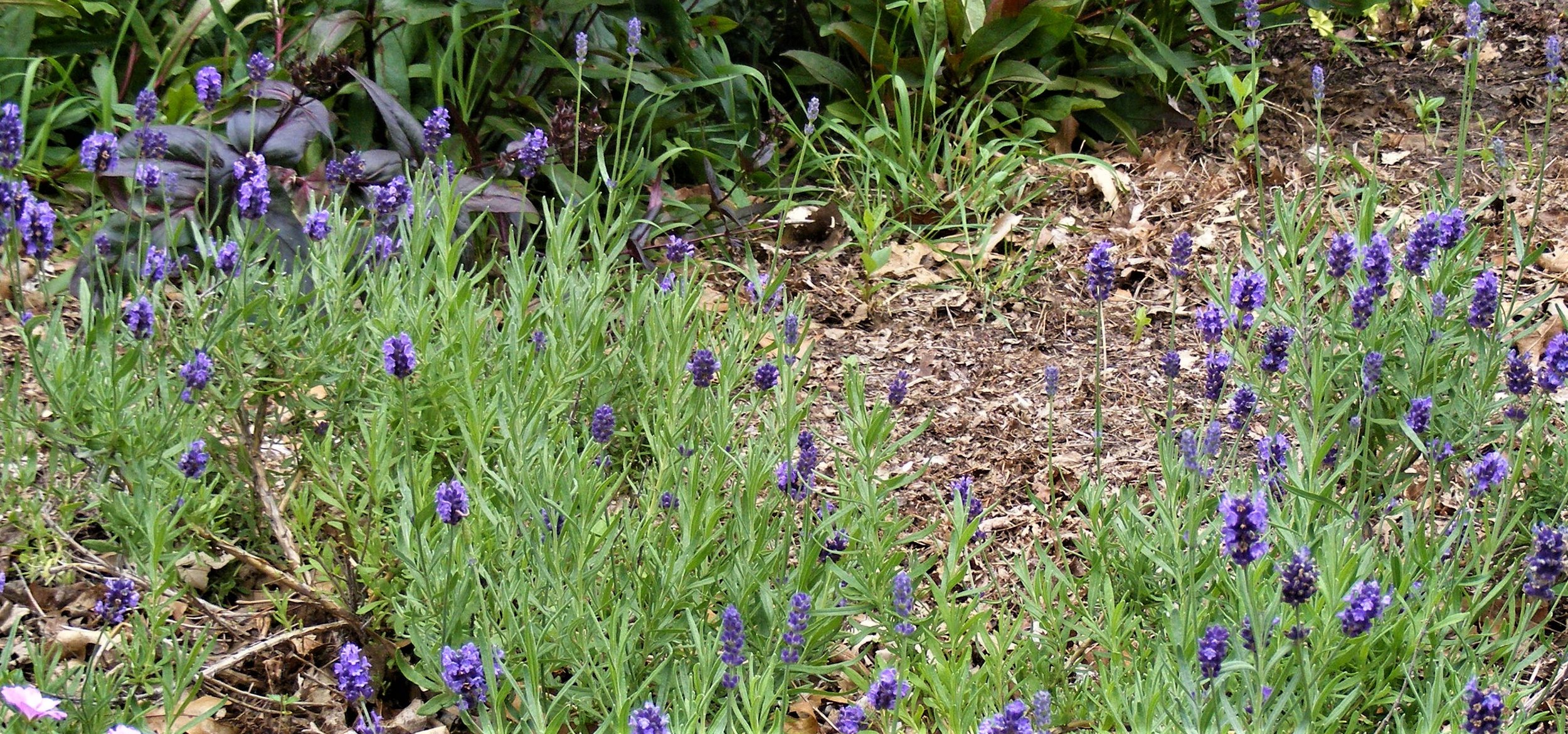 Northern Hardy Lavender? - Midwest Gardening