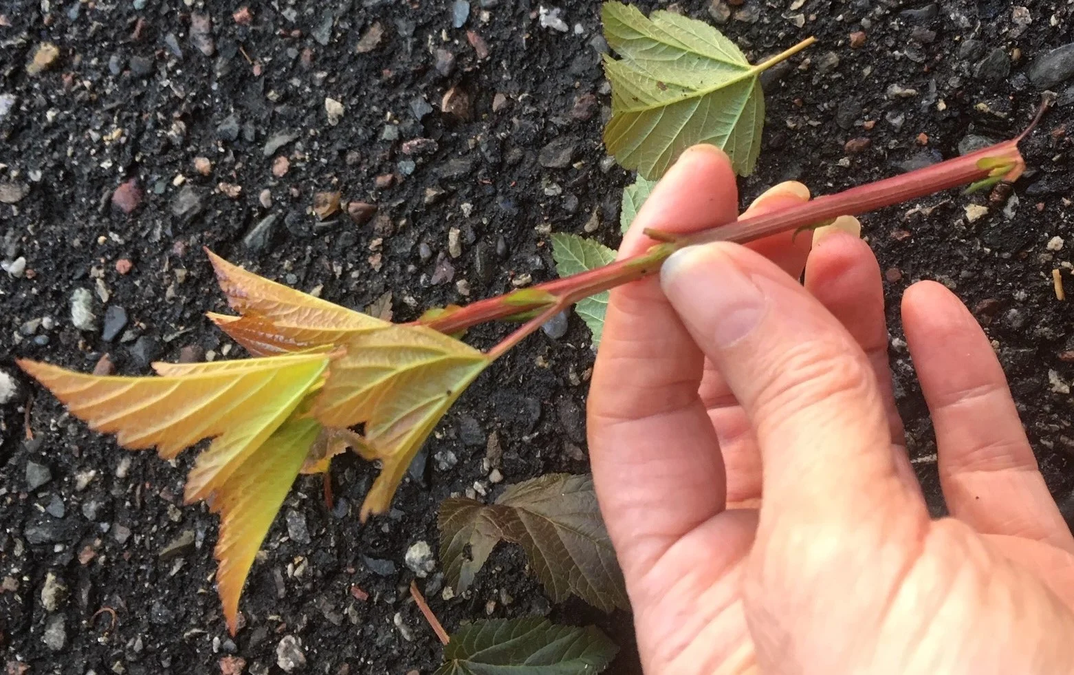 root cutting by Midwest Gardening.jpg