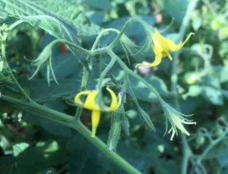 Tomato Blossom Drop by Midwest Gardening.jpg