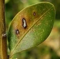 Boxwood Blight - Midwest Gardening