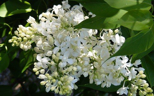 Best Fragrant Flowering Shrubs, Fragrant White Flowers For Garden