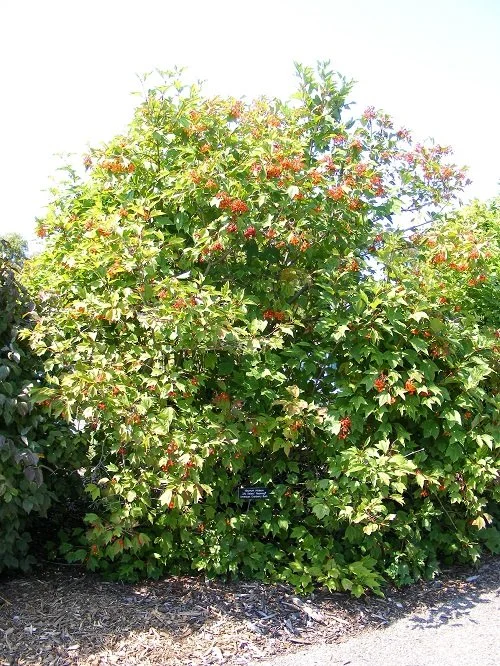 Midwest Gardening — Shrub Index