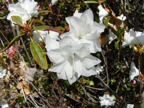 Midwest Gardening — Shrub Index