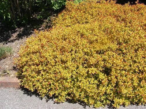Spirea - Midwest Gardening